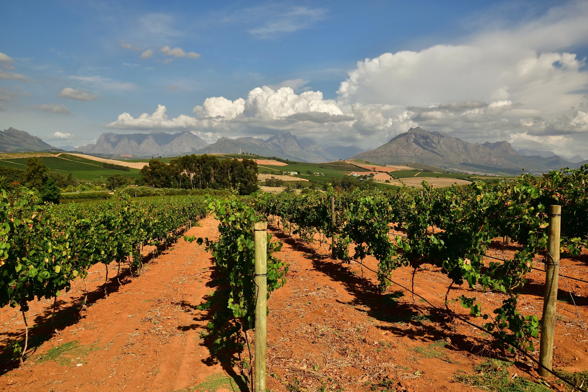 Stellenbosch vineyards stretching toward mountains beneath a cloud-filled sky